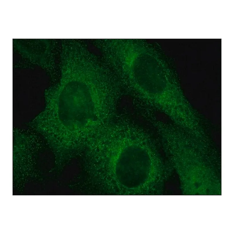 Merck Anti-Rab4 antibody produced in rabbit