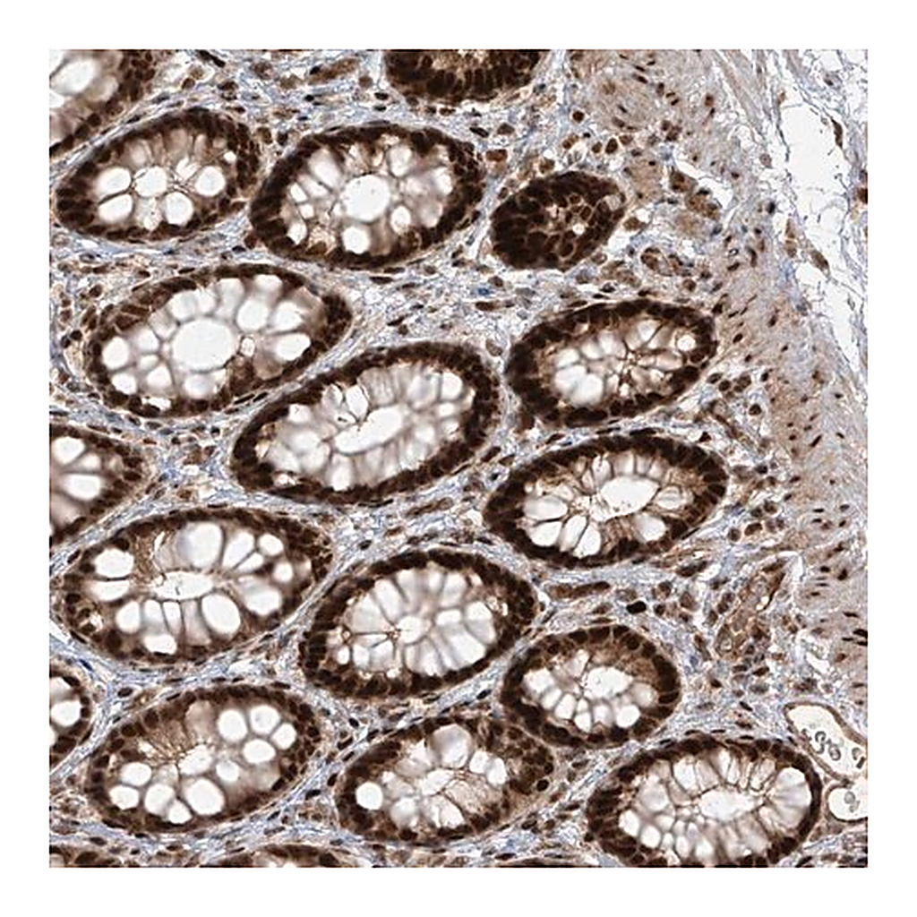 Merck Anti-ARHGEF3 antibody produced in rabbit