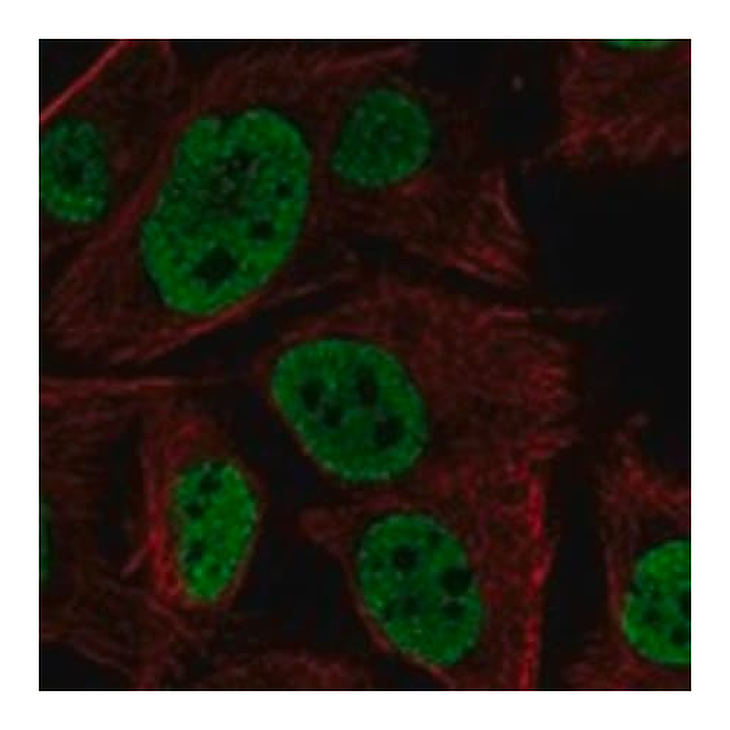 Merck Anti-LRRC75A antibody produced in rabbit
