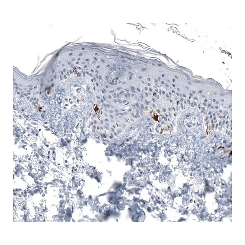 Merck Monoclonal Anti-TYRP1 antibody produced in mouse