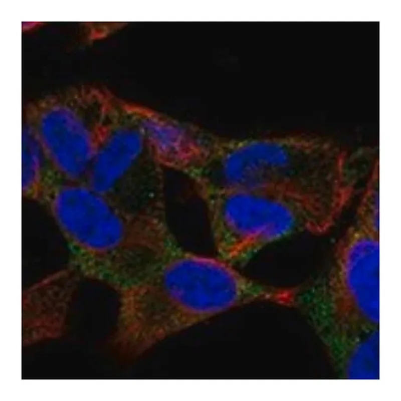 Merck Anti-RUNDC3B antibody produced in rabbit