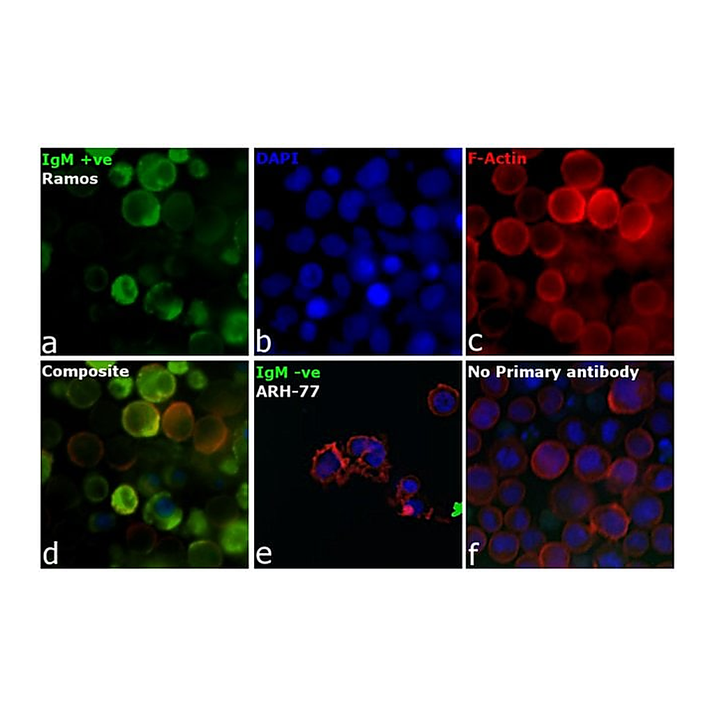 Thermo Fisher Scientific Goat anti-Human IgM Secondary Antibody