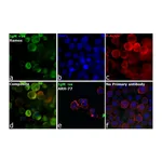 Thermo Fisher Scientific Goat anti-Human IgM Secondary Antibody