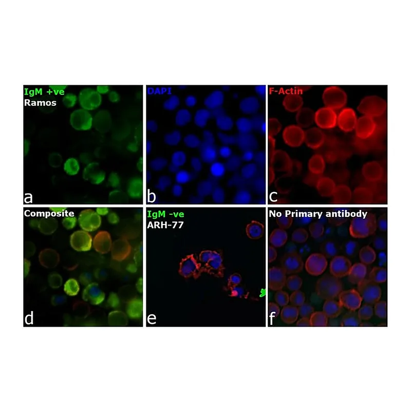 Thermo Fisher Scientific Goat anti-Human IgM Secondary Antibody