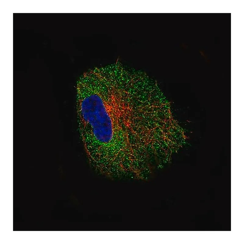 Merck Monoclonal Anti-NLRP3 antibody produced in mouse
