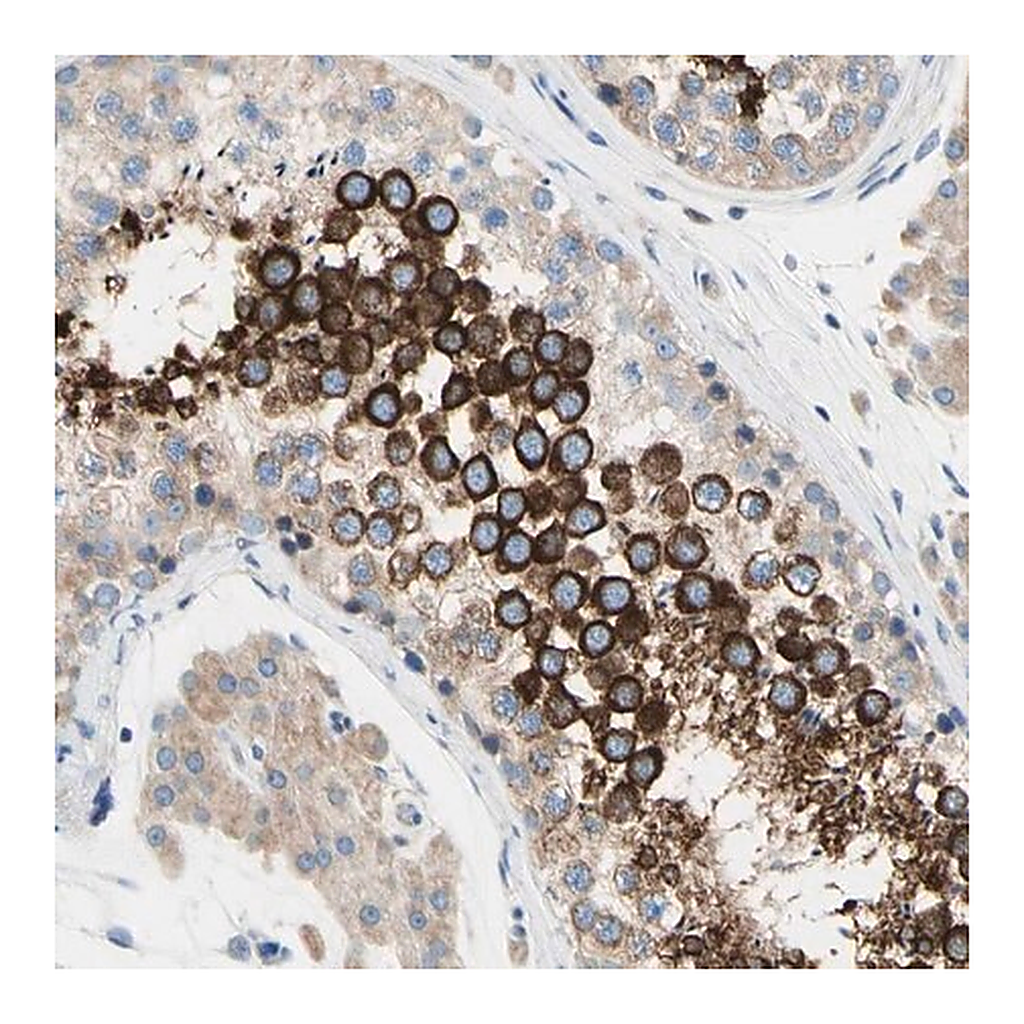Merck Anti-FAM134A antibody produced in rabbit