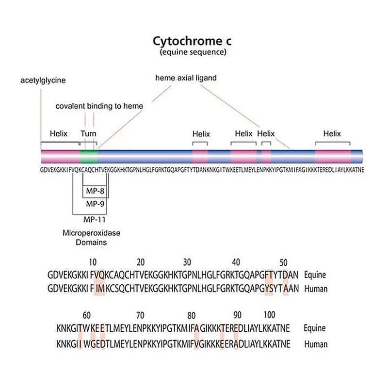 Merck ProteoMass(TM) Cytochrome c MALDI-MS Standard