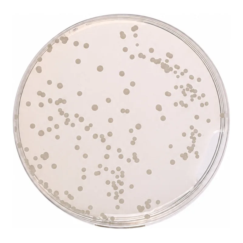 Himedia Sabouraud Dextrose Agar, Granulated