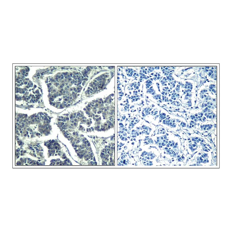 Merck Anti-phospho-PLCG2 (pTyr1217) antibody produced in rabbit