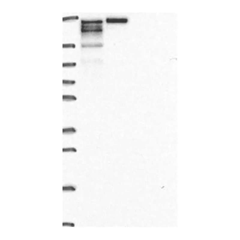 Merck Anti-CDK12 antibody produced in rabbit
