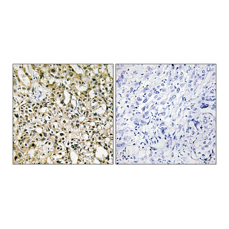 Merck Anti-MYC antibody produced in rabbit