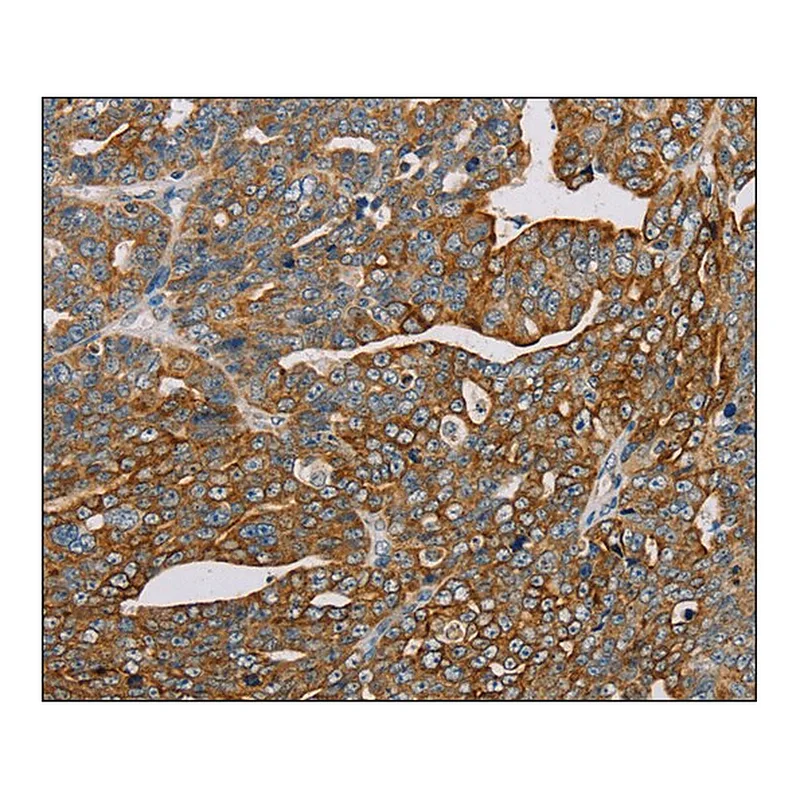 Merck Anti-MTFP1 antibody produced in rabbit
