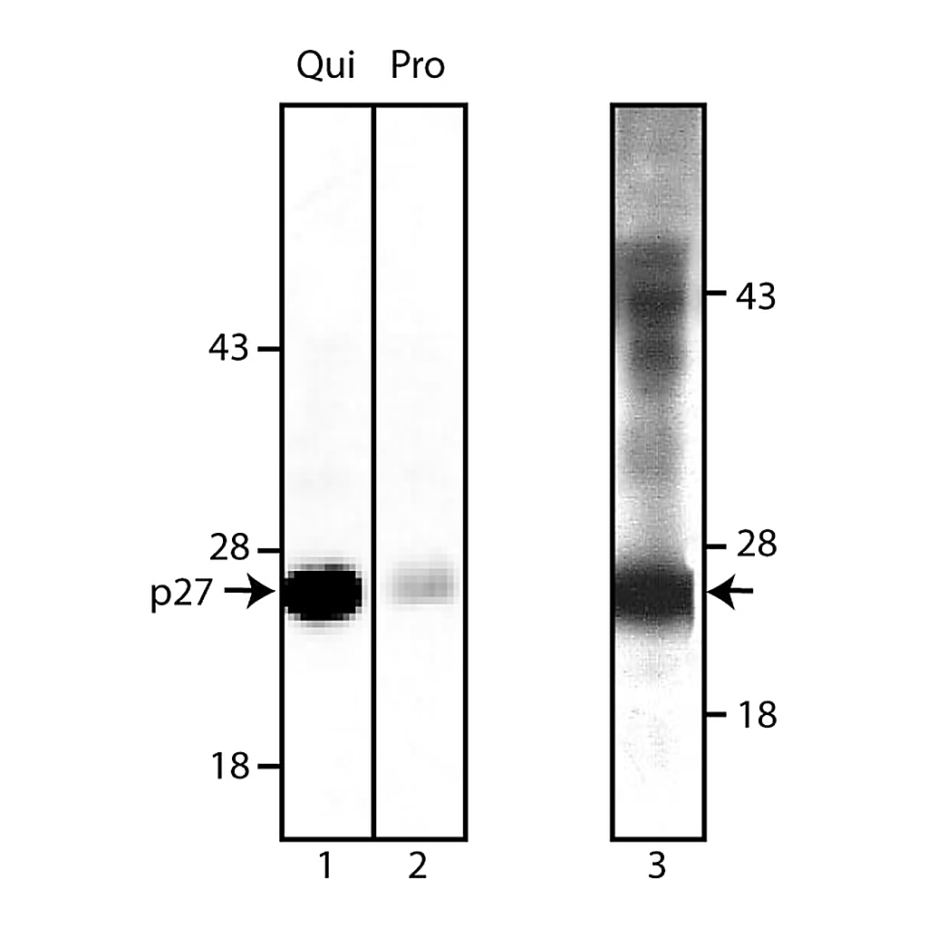 BD Purified Mouse Anti-p27 [Kip1]