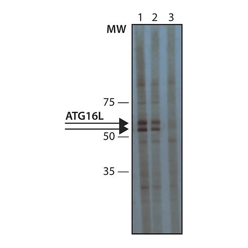 Merck Anti-Atg16L antibody produced in rabbit
