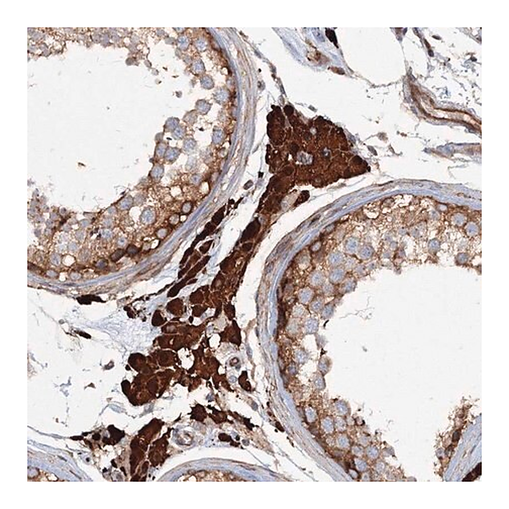 Merck Anti-EXOC1 antibody produced in rabbit