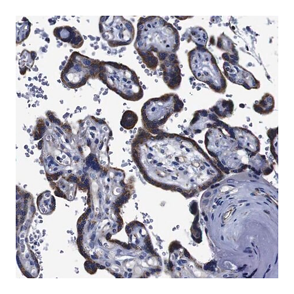 Merck Anti-FKBP9 antibody produced in rabbit