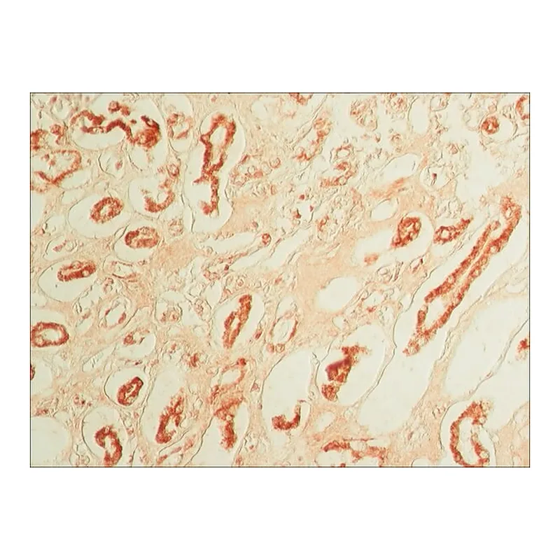 Merck Anti-Osteopontin antibody produced in rabbit