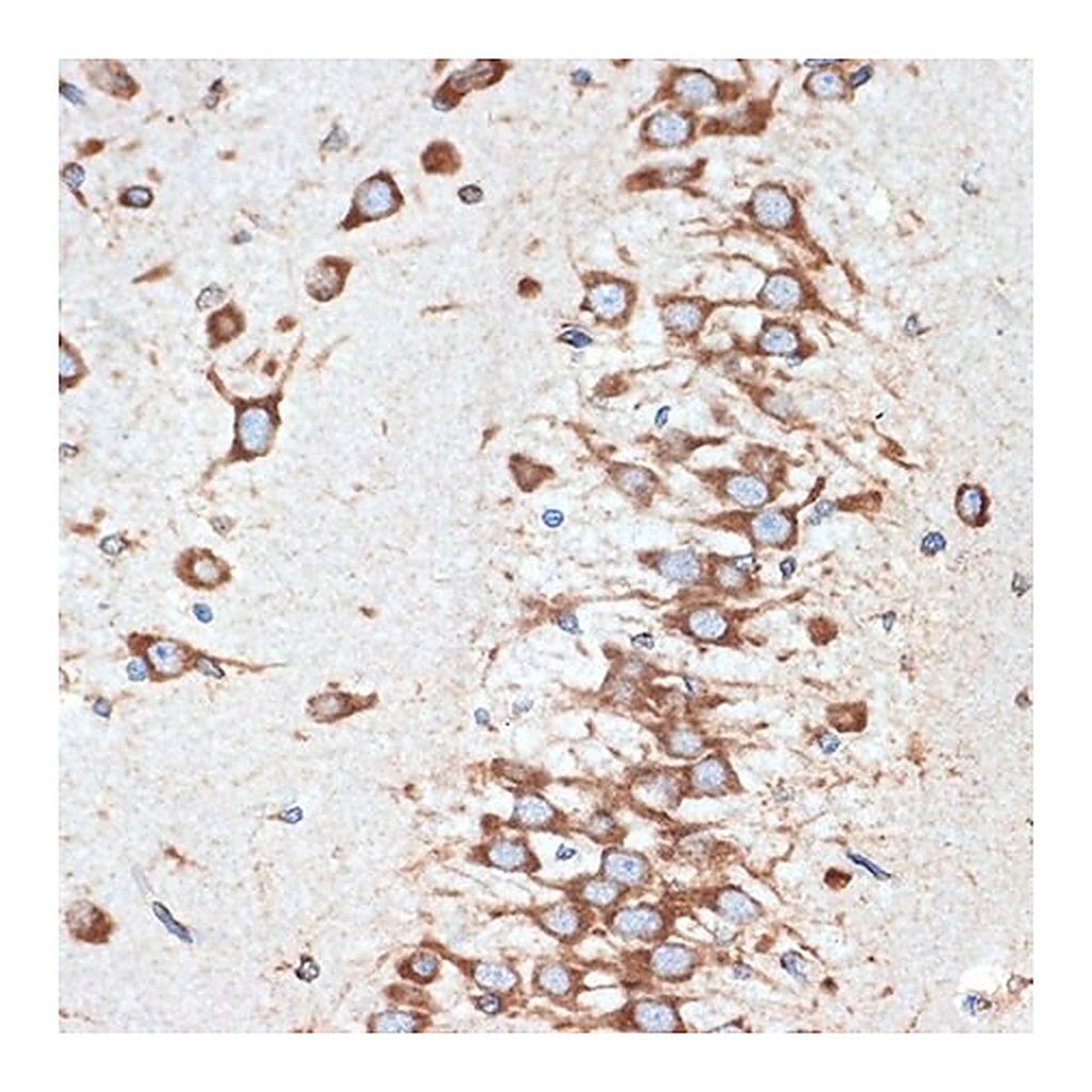Merck Anti-LMAN1 antibody produced in rabbit