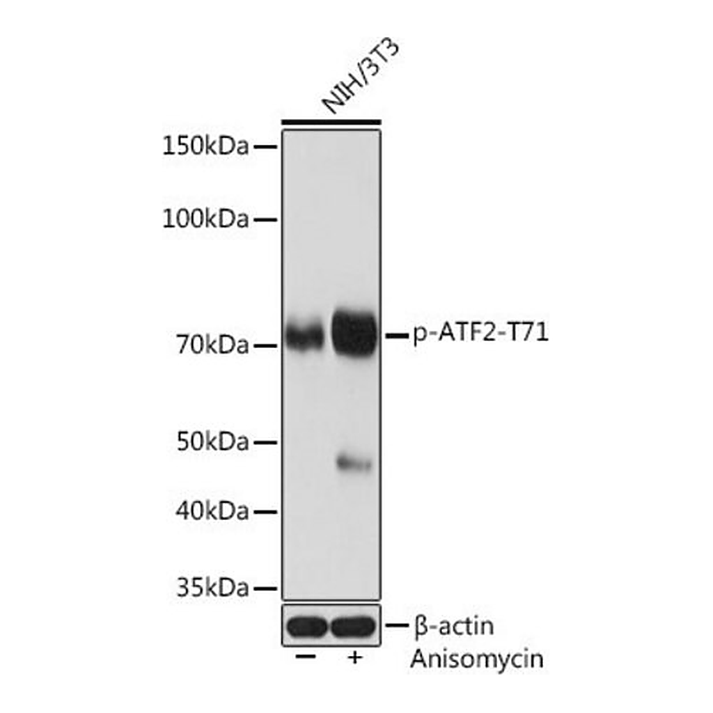 Merck Anti-Phospho-ATF2-T71 antibody produced in rabbit