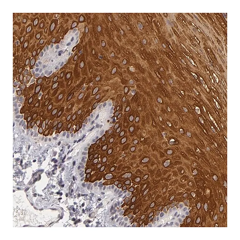 Merck Anti-ALAS2 antibody produced in rabbit