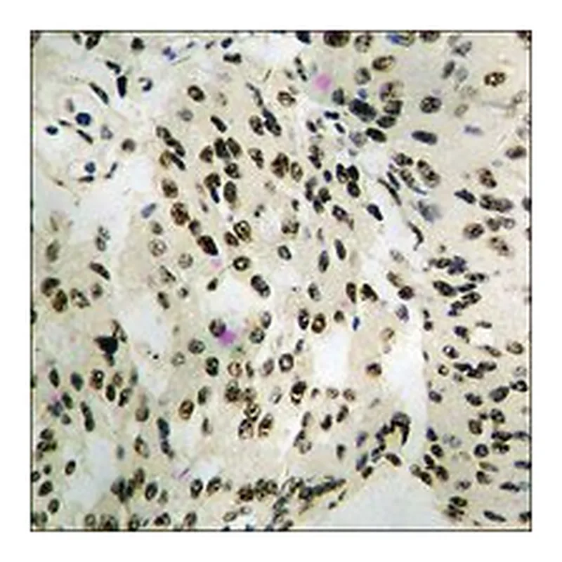 Merck ANTI-PHOSPHO-MEF2A (PTHR312)