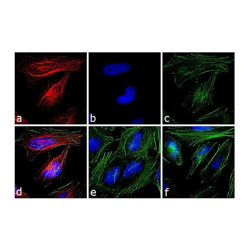 Thermo Fisher Scientific Goat anti-Rabbit IgG Fc Cross-Adsorbed Secondary Antibody, TRITC