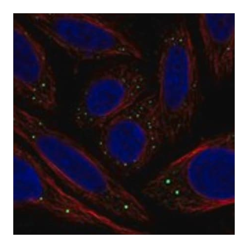 Merck Anti-C1GALT1C1 antibody produced in rabbit