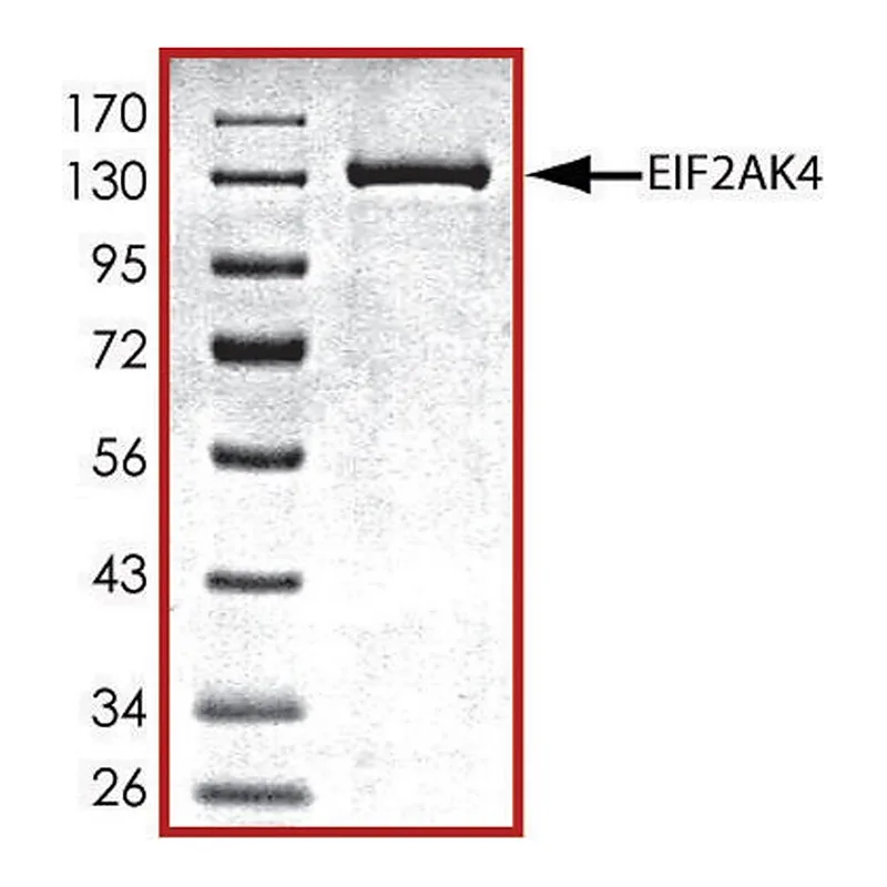 Merck EIF2AK4 (192-1024), active, GST tagged human