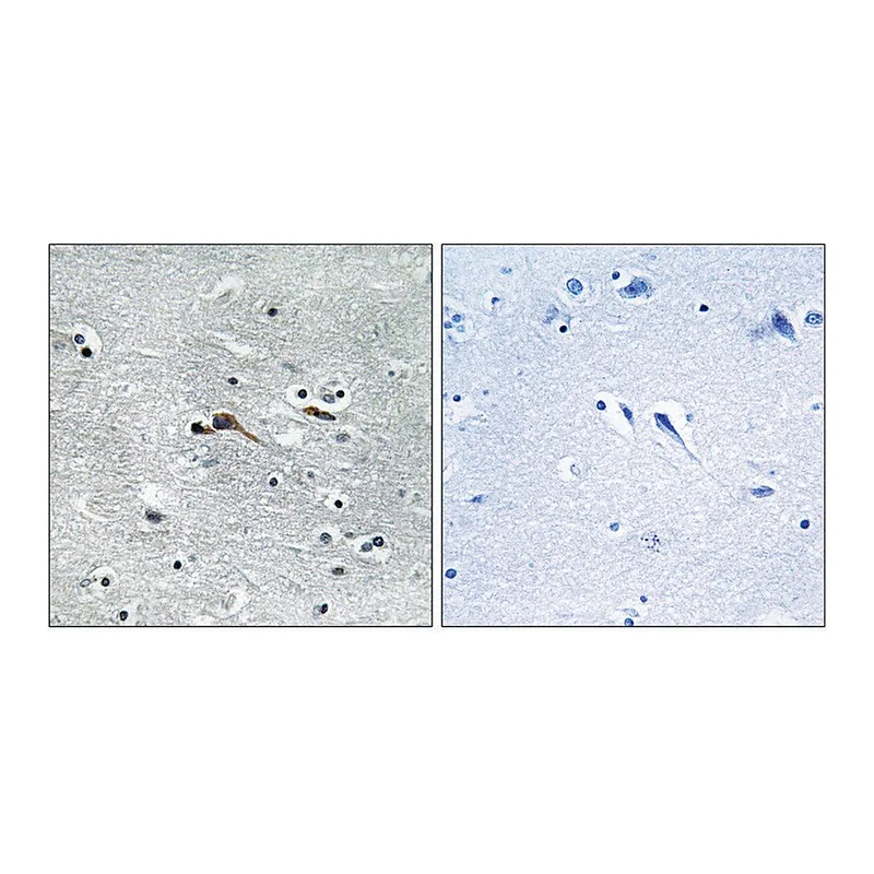 Merck Anti-CYTL1 antibody produced in rabbit