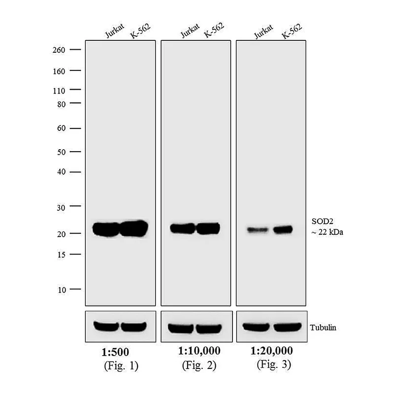 Thermo Fisher Scientific Donkey anti-Mouse IgG (H+L) Highly Cross-Adsorbed Secondary Antibody, AP