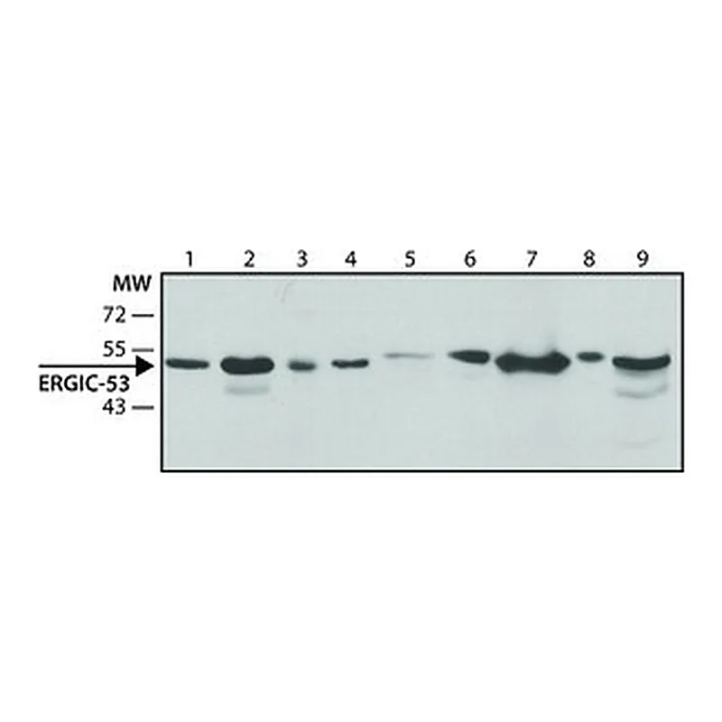 Merck ANTI-ERGIC-53 ANTIBODY, MOUSE MONOCLONA&