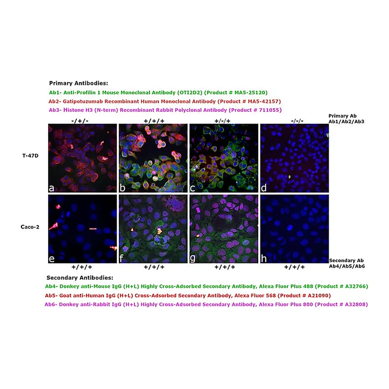 Thermo Fisher Scientific Goat anti-Human IgG (H+L) Cross-Adsorbed Secondary Antibody, Alexa Fluor 568