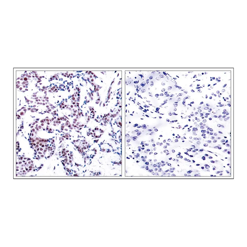 Merck Anti-phospho-JUNB (pSer259) antibody produced in rabbit