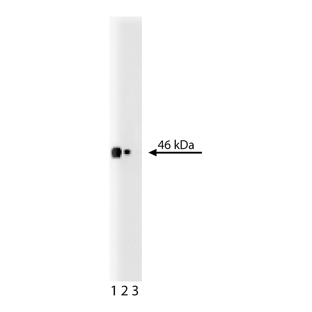 BD Purified Mouse Anti-Human CD38