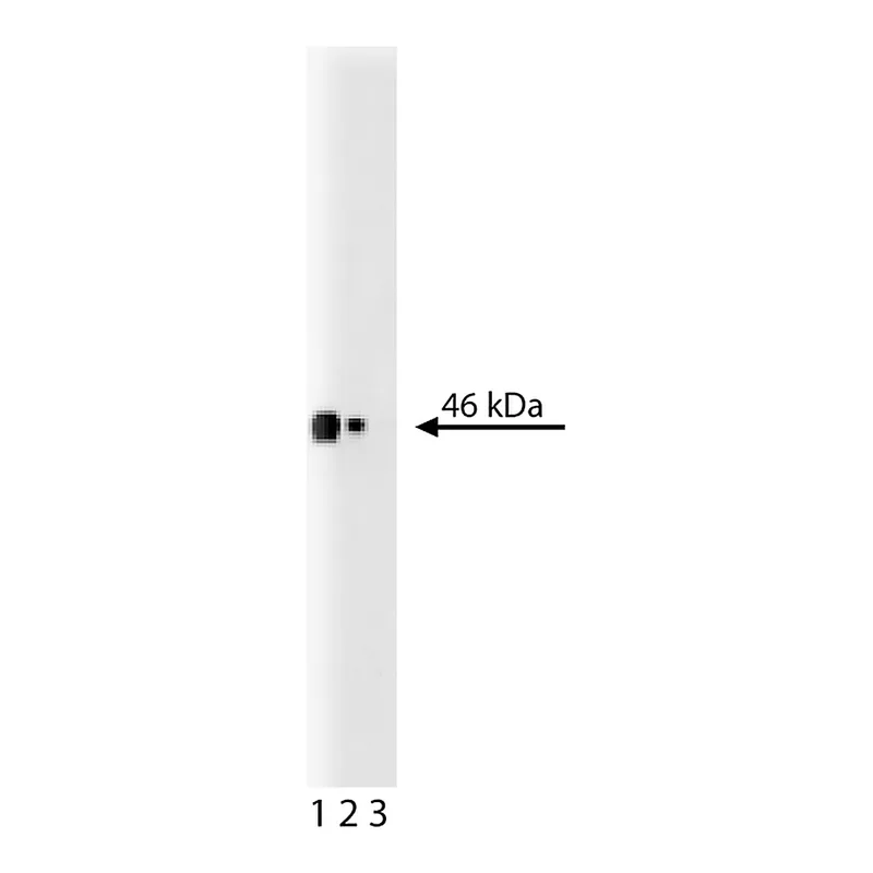 BD Purified Mouse Anti-Human CD38