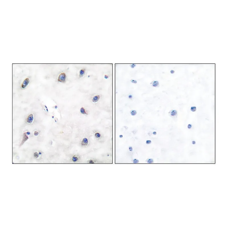 Merck Anti-DARPP-32, N-Terminal antibody produced in rabbit