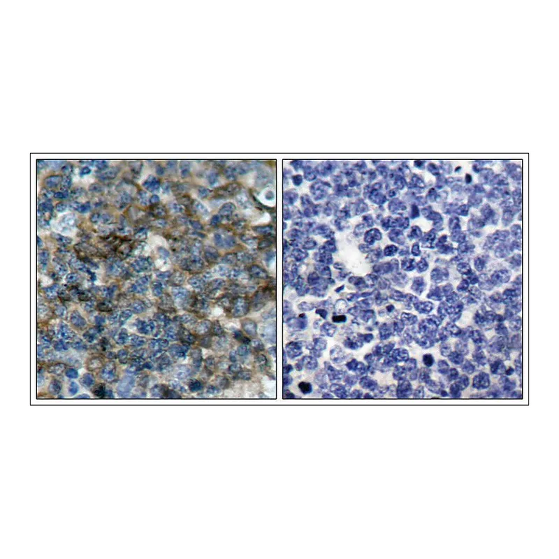 Merck Anti-phospho-VASP (pSer157) antibody produced in rabbit