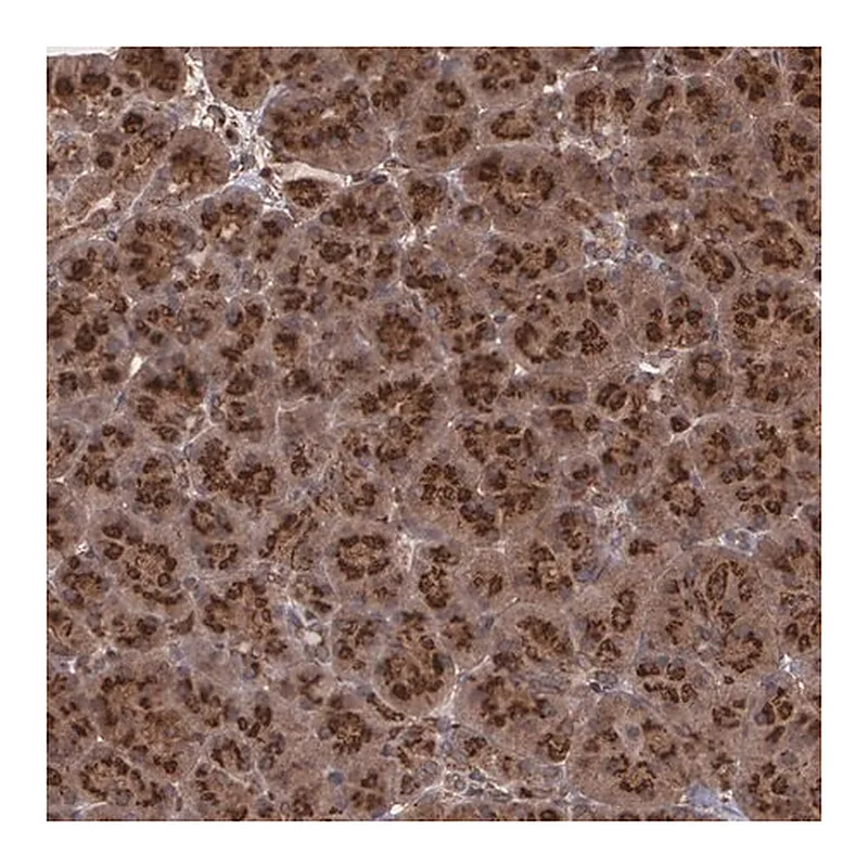 Merck Anti-TRIP11 antibody produced in rabbit
