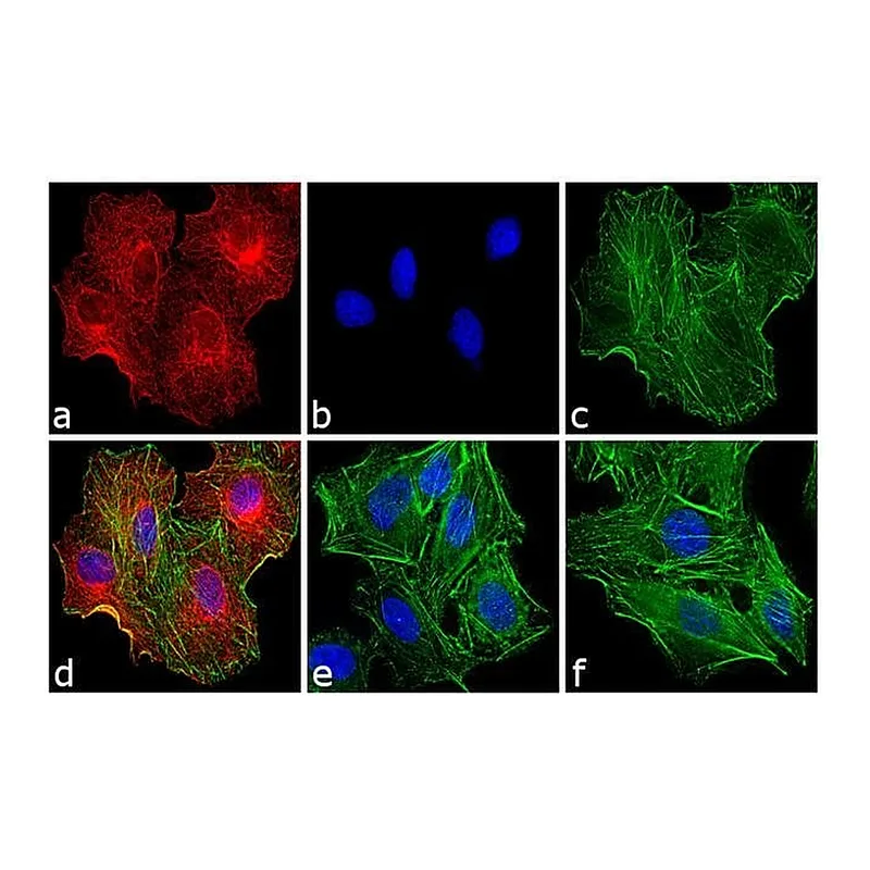 Thermo Fisher Scientific F(ab`)2-Donkey anti-Rat IgG (H+L) Highly Cross-Adsorbed Secondary Antibody, TRITC