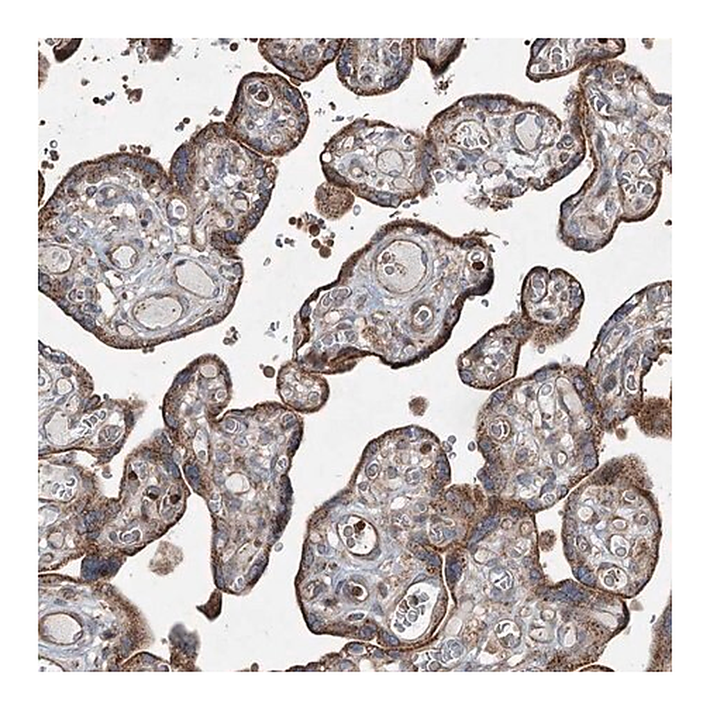 Merck Anti-SERINC5 antibody produced in rabbit