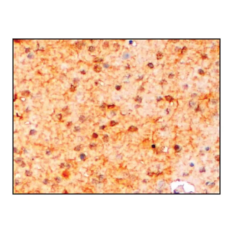Merck Anti-AIF1/IBA1 (Isoform 3) antibody produced in goat