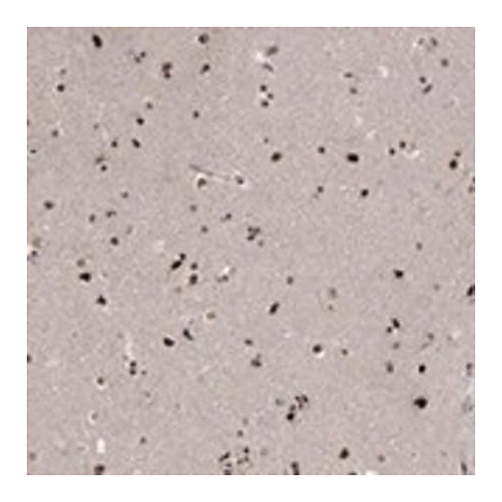 Merck Anti-E4F1 antibody produced in rabbit