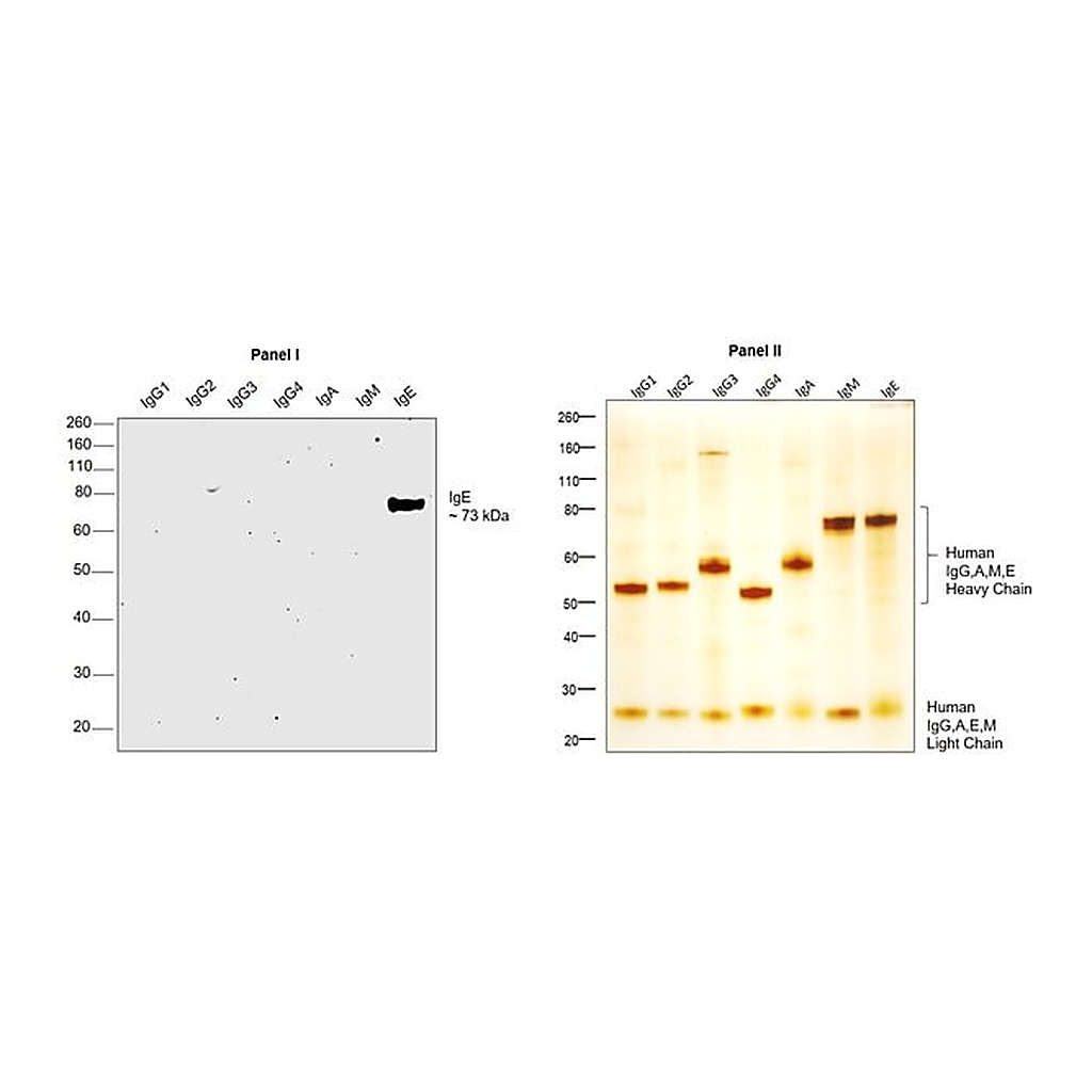 Thermo Fisher Scientific Mouse anti-Human IgE Secondary Antibody