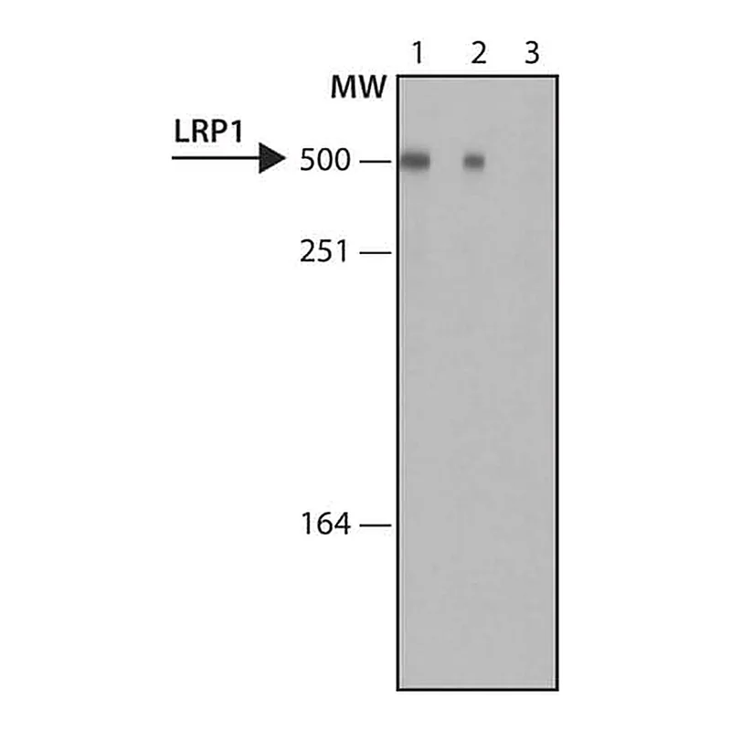 Merck Monoclonal Anti-LRP1 antibody produced in mouse