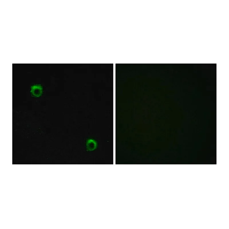 Merck Anti-FZD2 antibody produced in rabbit