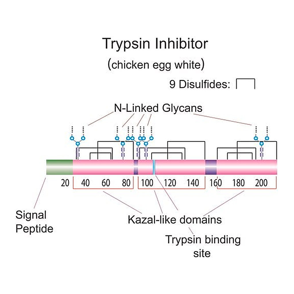 Merck Trypsin inhibitor from chicken egg white