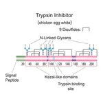 Merck Trypsin inhibitor from chicken egg white