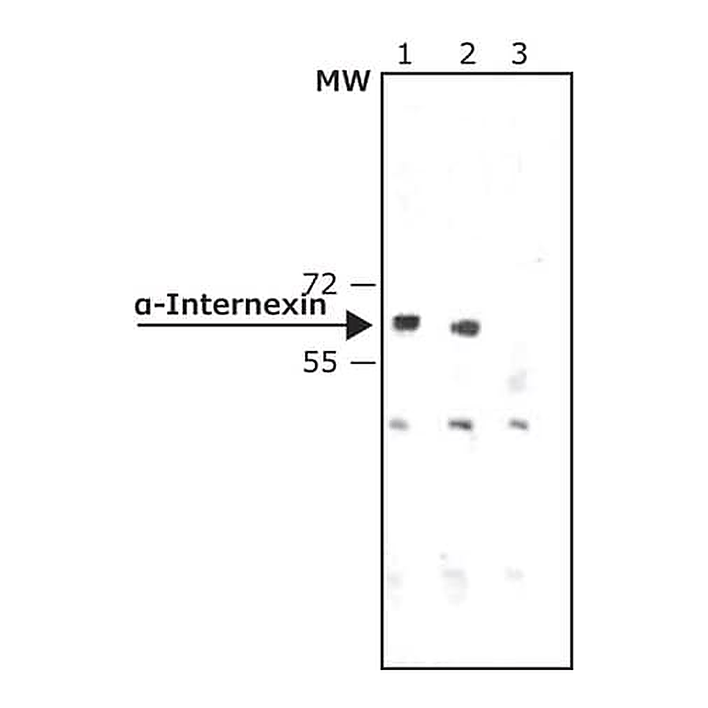Merck Anti-alpha-Internexin antibody, Mouse monoclonal