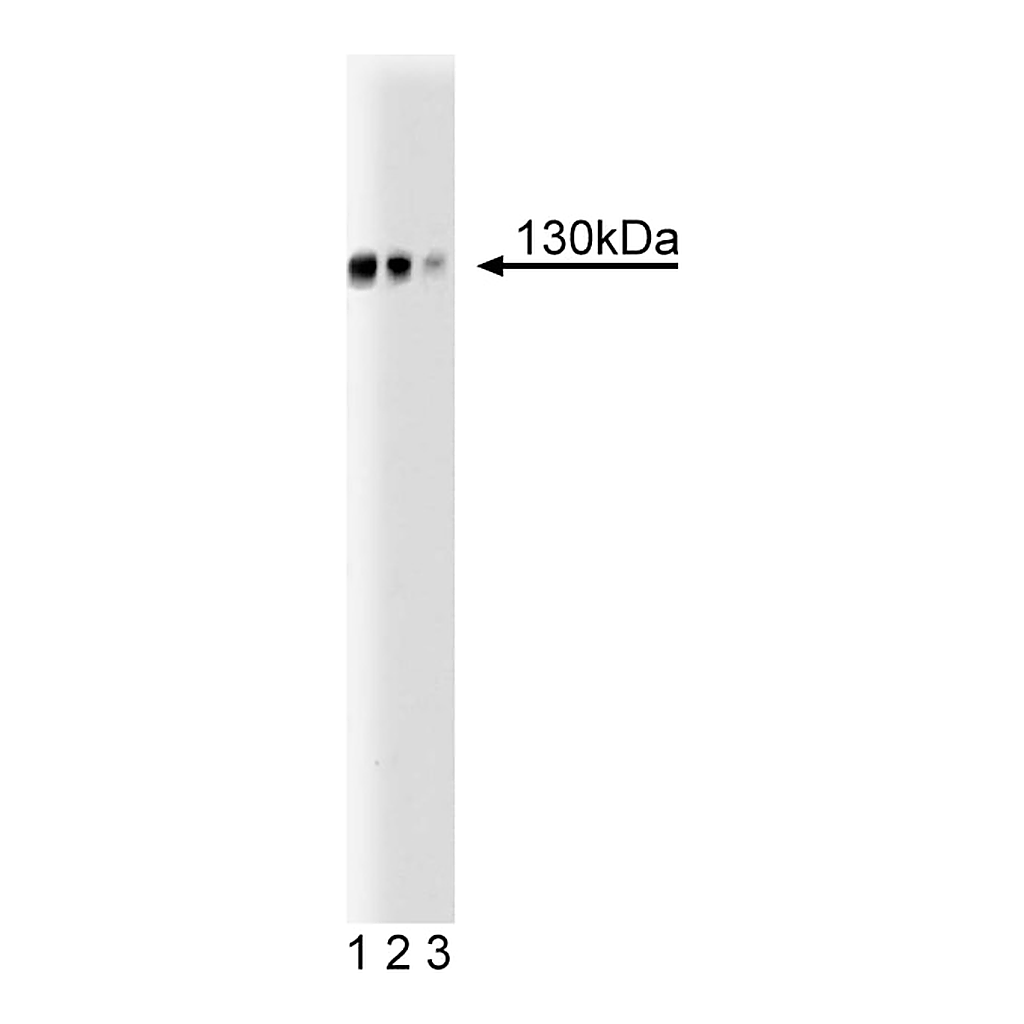 BD Purified Mouse Anti-GM130