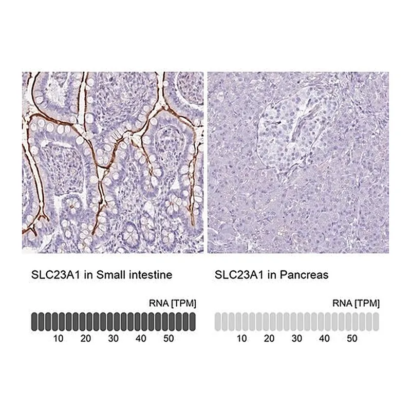 Merck Anti-SLC23A1 antibody produced in rabbit